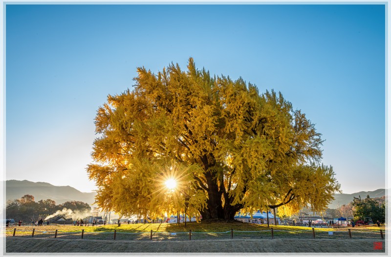반계리 은행나무