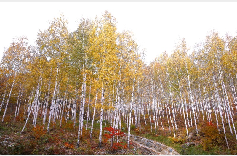 영양 자작나무