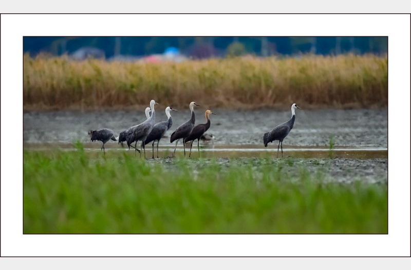 순천만의 흑두루미..