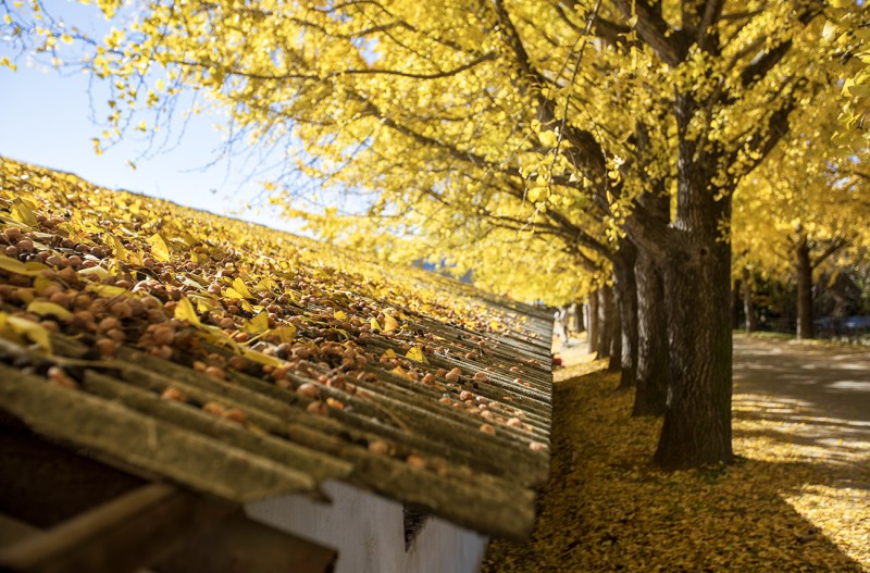 은행나무 아래서
