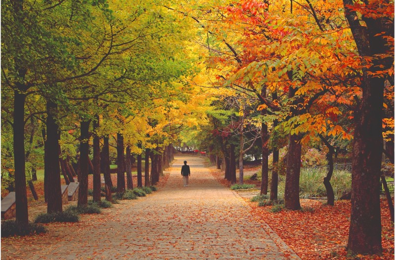 부석사 은행나무 단풍 길