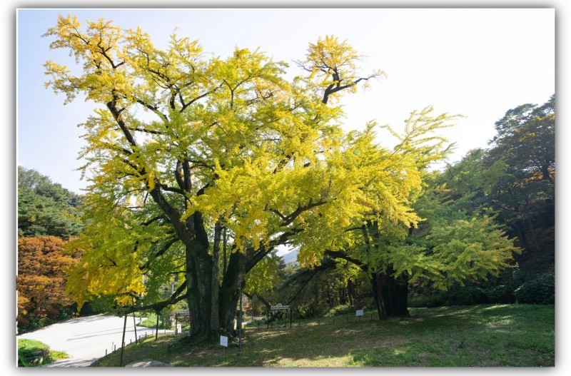 적천사 은행나무