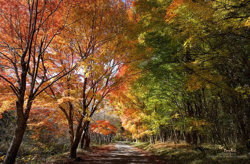 가을색의 천황사길