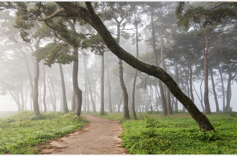 드들강 솔밭유원지