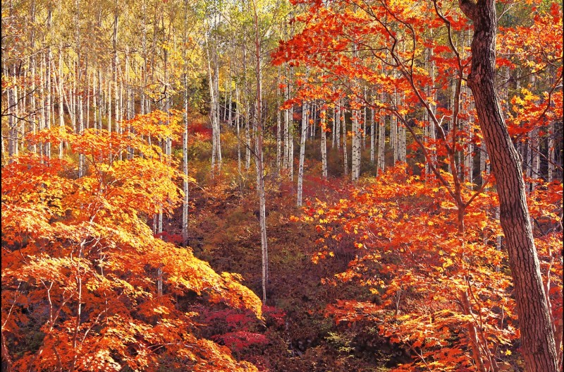 자작나무와 단풍