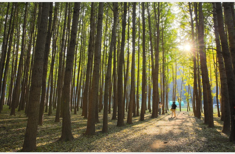 경주 도리마을 은행나무숲