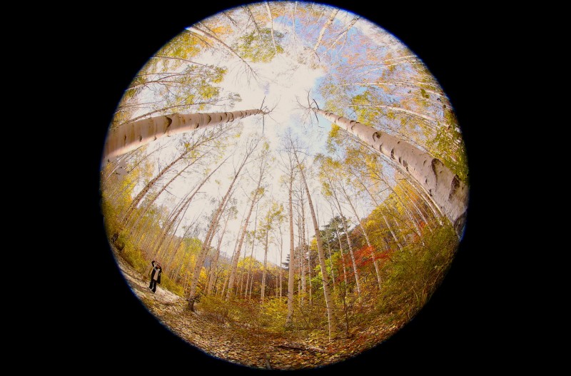 어안으로 본 자작나무