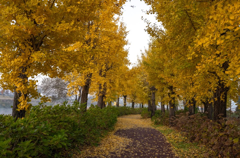 은행나무 길