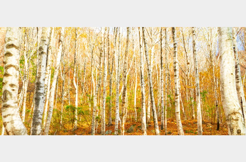 내 고향 자작나무숲