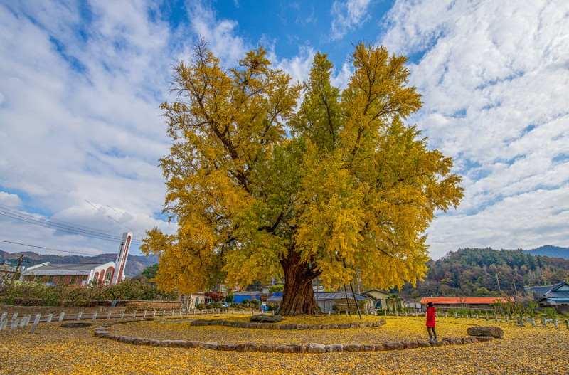 천연기녀물 병영 은행나무
