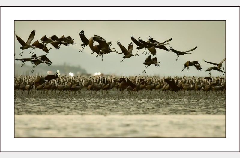 흑두루미날다...