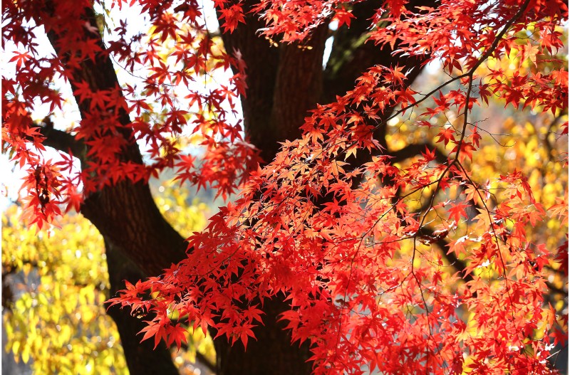 단풍이 곱게 물드는곳