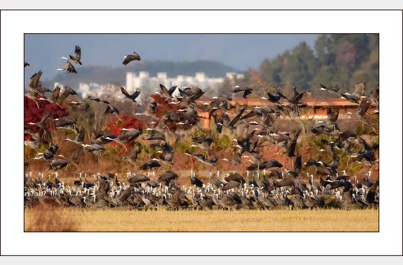 순천만의 흑두루미..