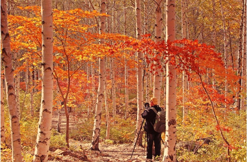자작나무와 단풍