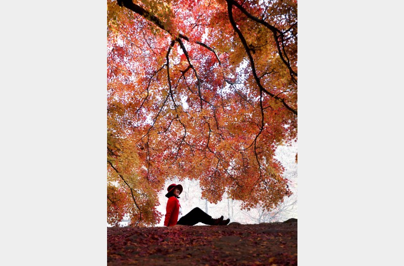 단풍나무 아래에서