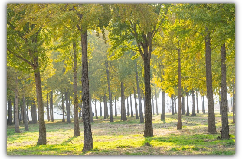 다산숲 은행나무