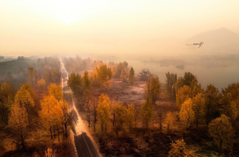 다산 은행나무 길