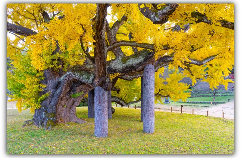 도동서원 은행나무