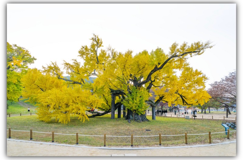 도동서원 은행단풍