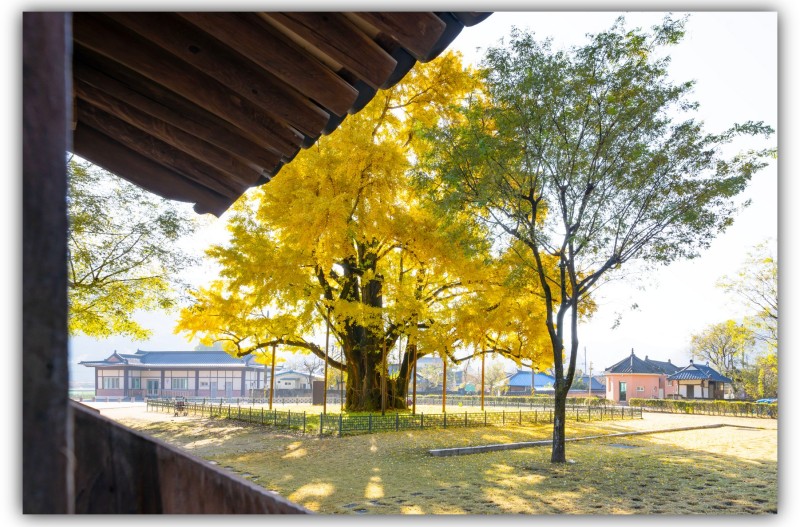 홍의장군 생가 은행나무