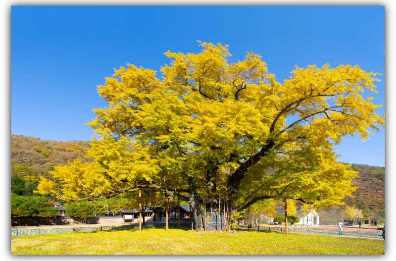 홍의장군 생가 은행나무 단풍