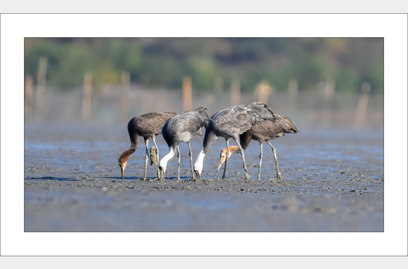 흑두루미가족,,,,