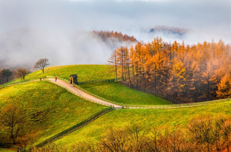 양떼목장의 가을아침