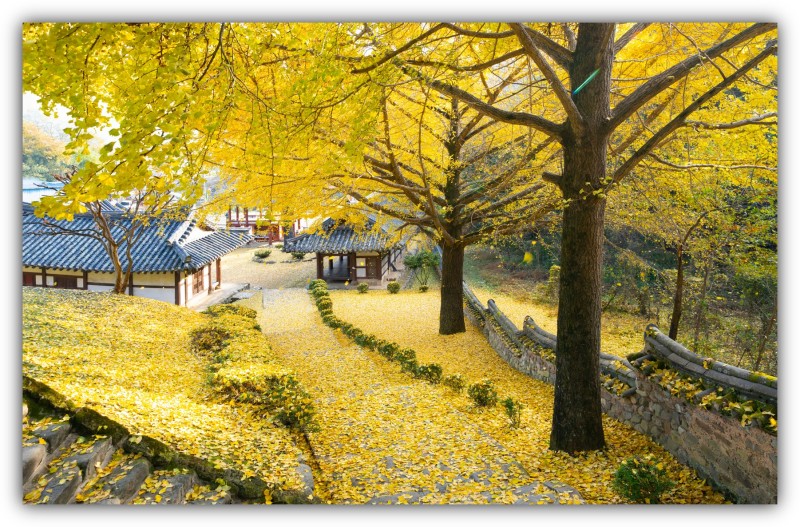 함안향교 은행나무