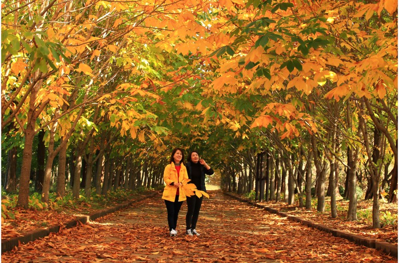 마로니에 단풍이 물들때