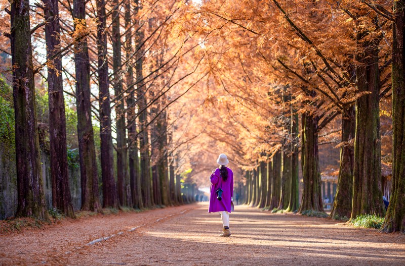 만추의 담양 메타길에서