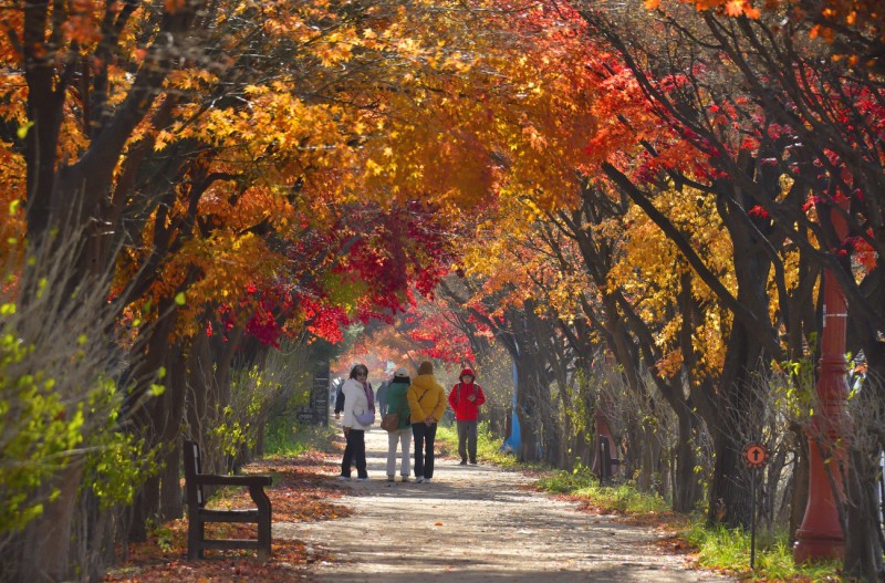 서울 단풍나무숲길