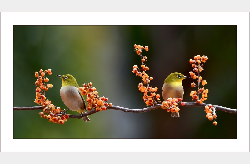 노박열매와 동박이...