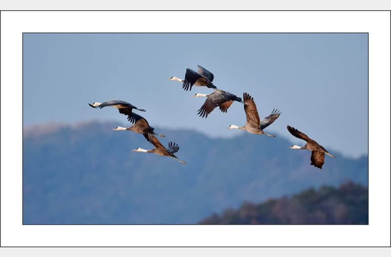 흑두루미날다...