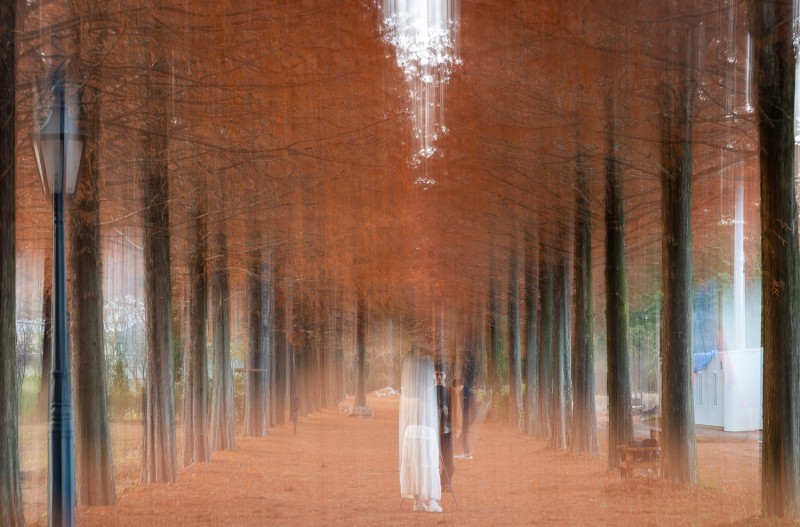 담양 메타 가로수길