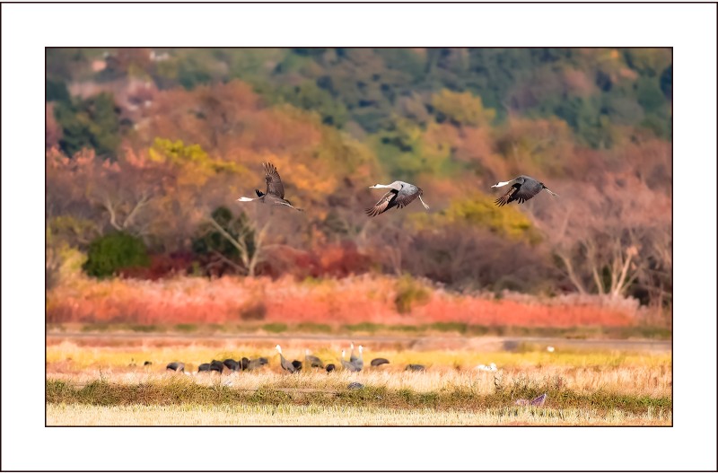 순천만의  오후...