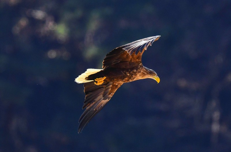 흰꼬리수리 먹이찾아