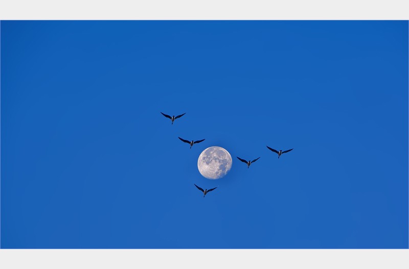 달과 철새