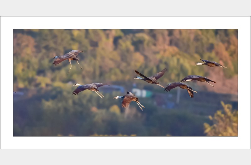 흑두루미날다...