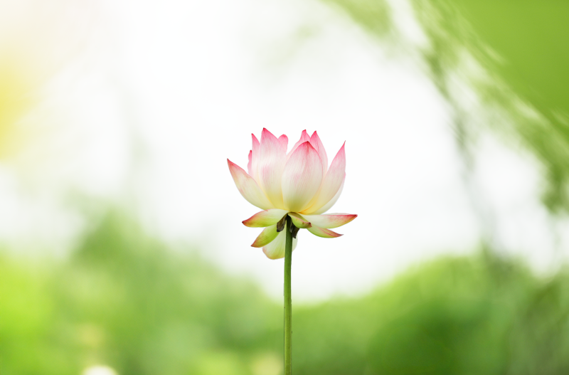 예전 삼락공원 연꽃