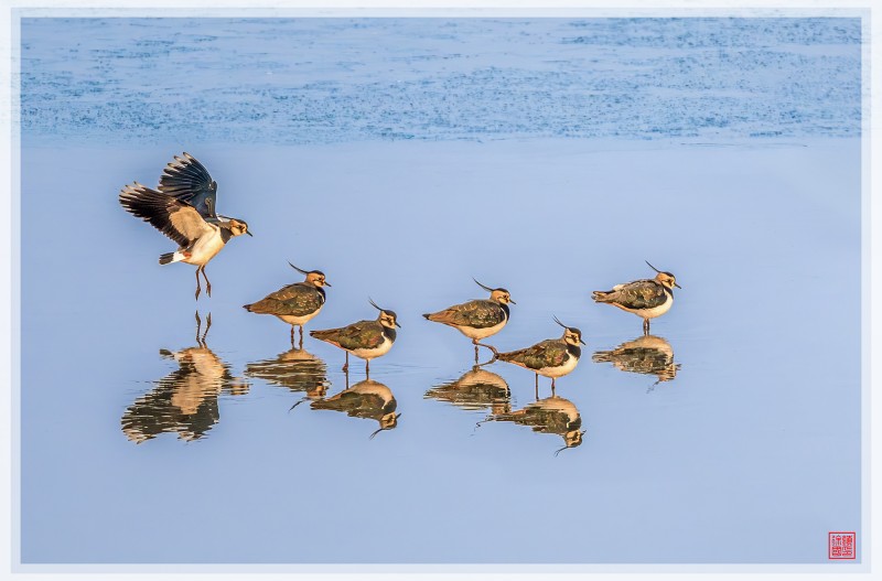 댕기머리물떼새