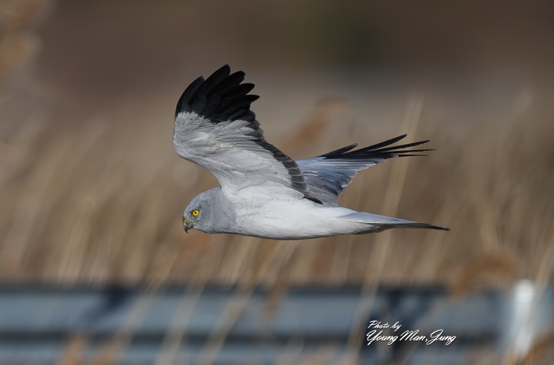 잿빛개구리매 수컷