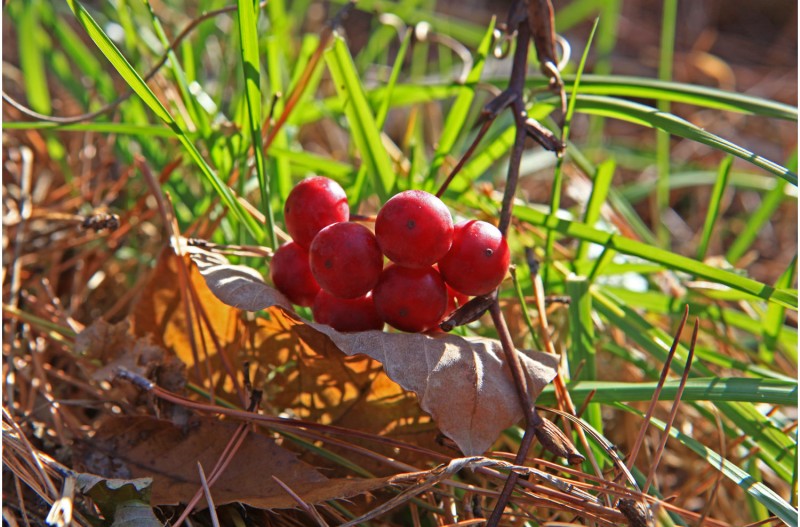 청미래, 사위질방, 山감나무,