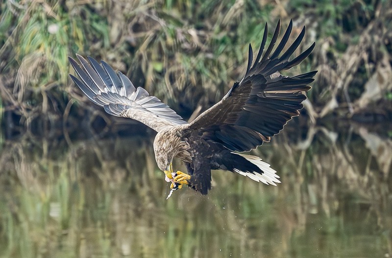 고령 독수리동네