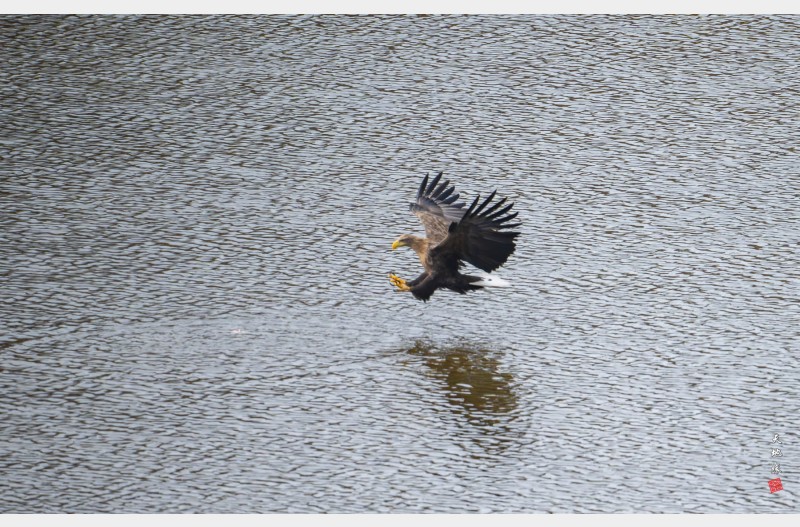 우곡 독수리 식당에서 흰꼬리수리