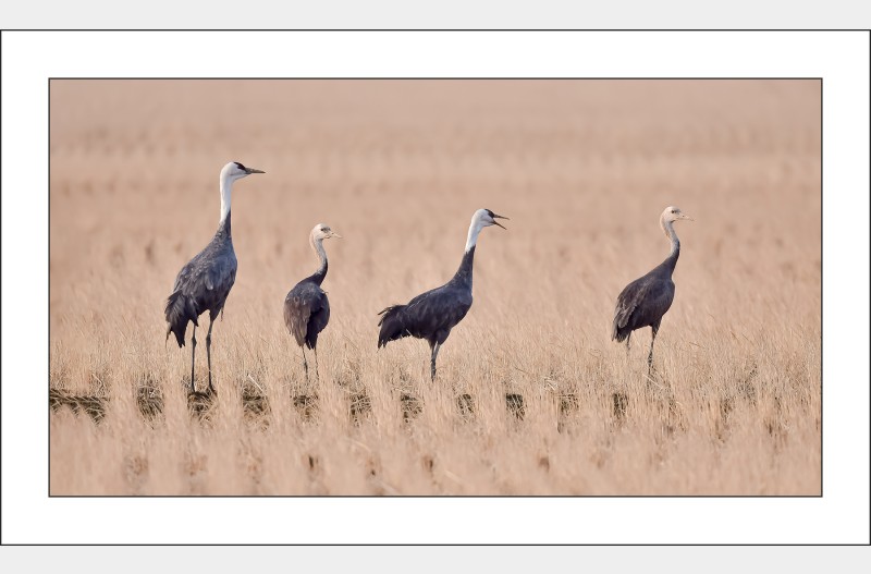흑두루미가족..