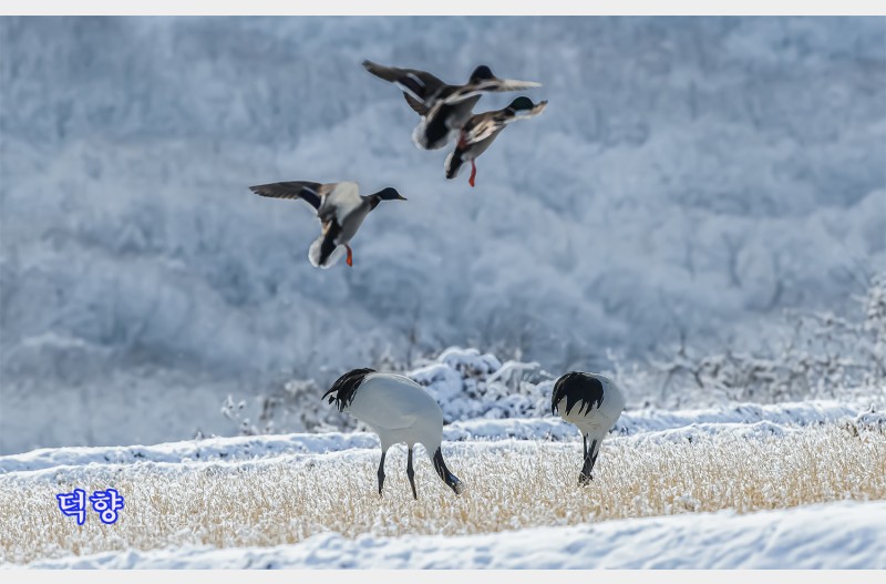 철원두루미식당