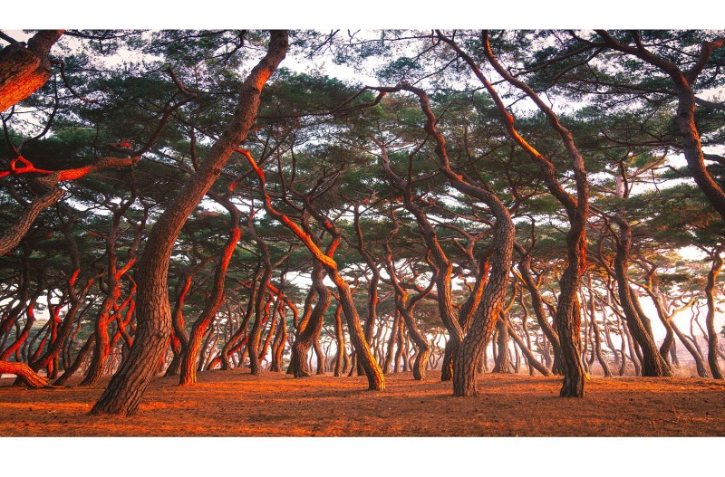 흥덕왕릉의 동짓빛