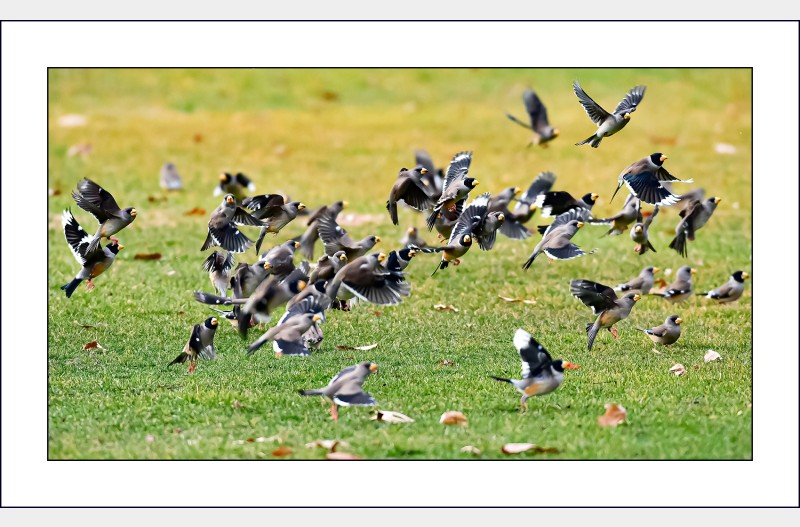 밀화부리놀이터..