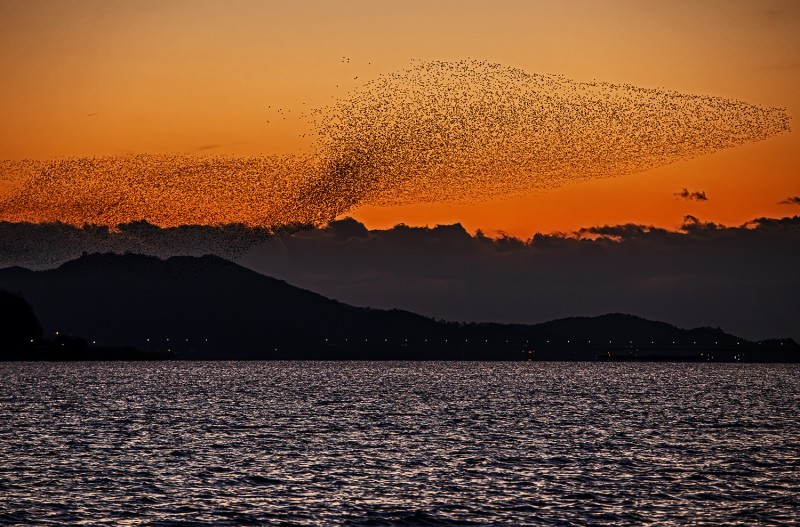 금강 가창오리군무