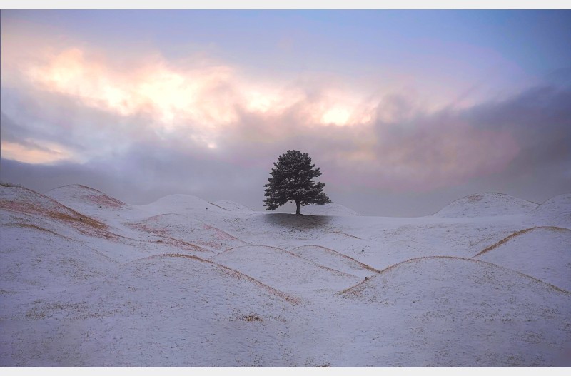 사라진 명품 소나무